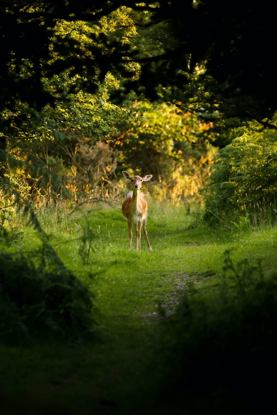 Helping vulnerable people - deer in forest